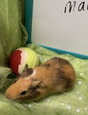 Elmer - Photo 2