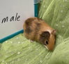 Elmer - Photo 3