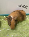 Elmer - Photo 4