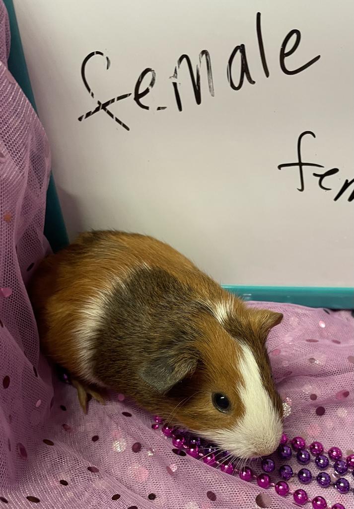 adoptable Guinea Pig in Portland, IN named Elsie