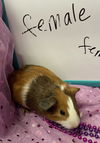 adoptable Guinea Pig in  named Elsie
