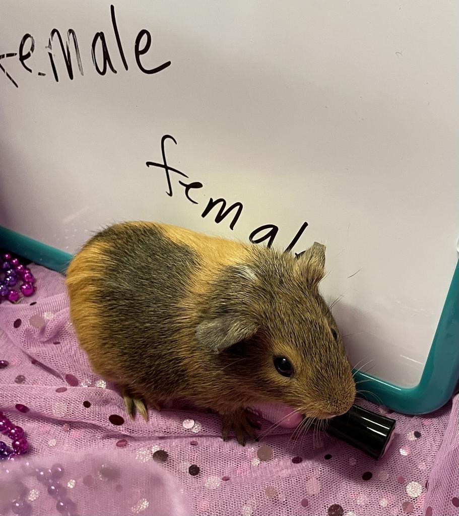 adoptable Guinea Pig in Portland, IN named Emaline