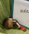 adoptable Guinea Pig in  named Ernie