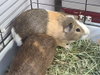 Ernie - Photo 1