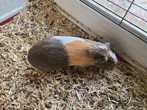 ERNIE - Guinea Pig available for adoption