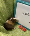 Ernie - Photo 3