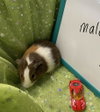 Ernie - Photo 4