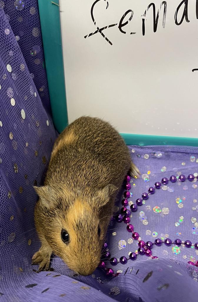 adoptable Guinea Pig in Portland, IN named Estelle