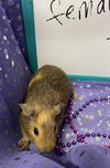 adoptable Guinea Pig in  named Estelle