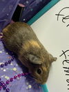 adoptable Guinea Pig in  named Evaline