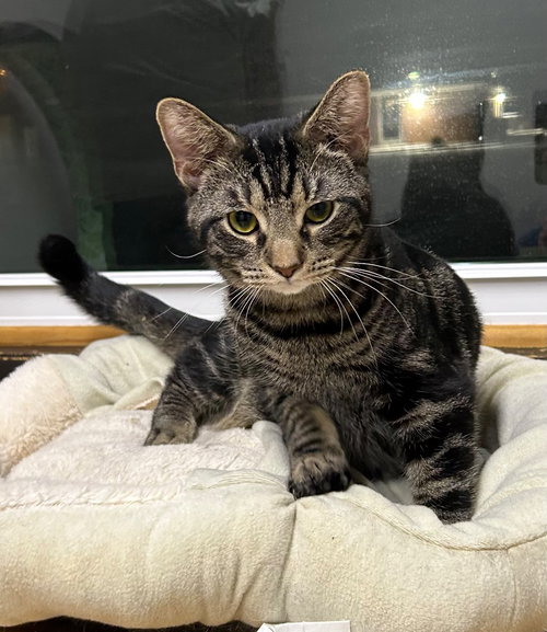 HUBUB - Domestic Short Hair available for adoption