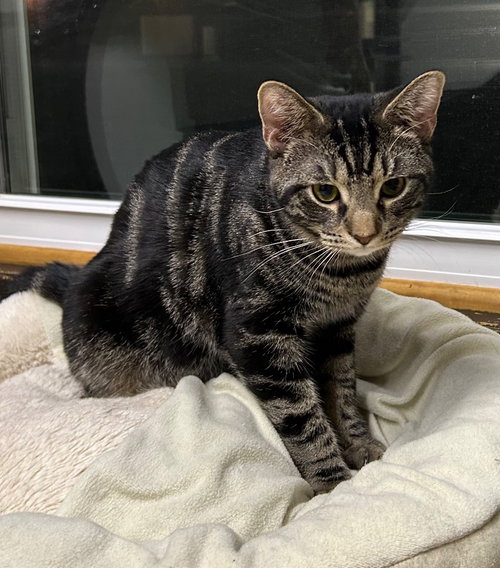 HUBUB - Domestic Short Hair available for adoption