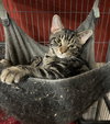Hubub - Photo 3