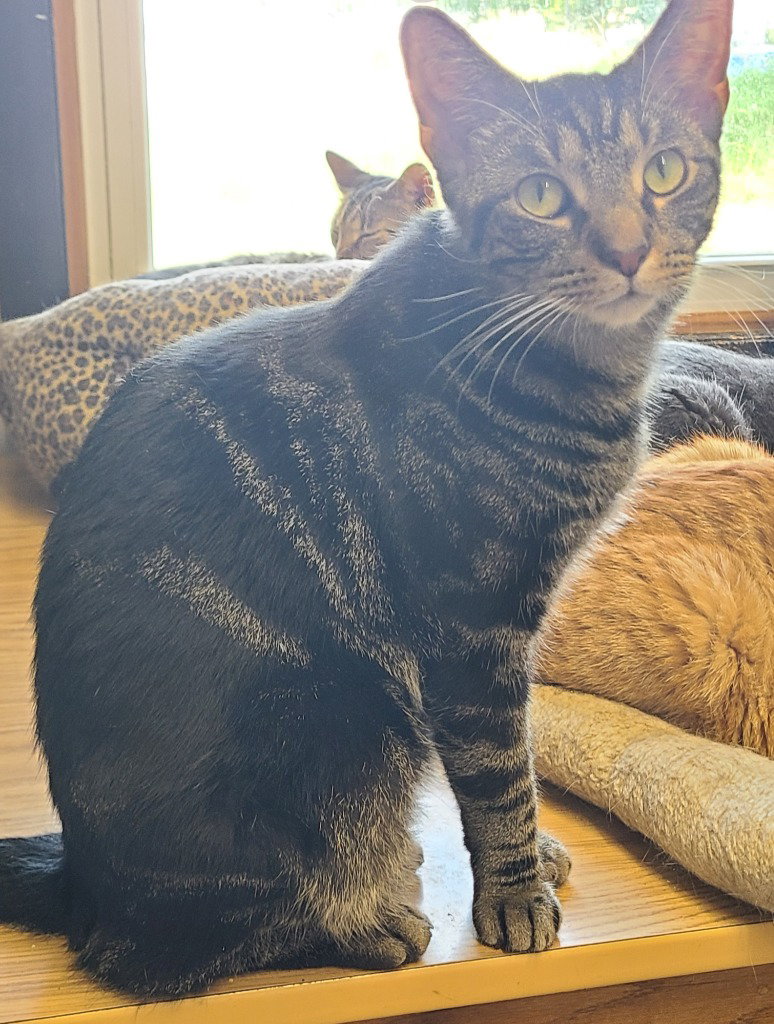 Hubub