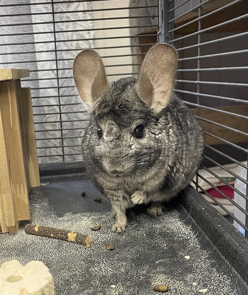 adoptable Chinchilla in Portland, IN named Bill
