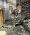 adoptable Chinchilla in  named Bill