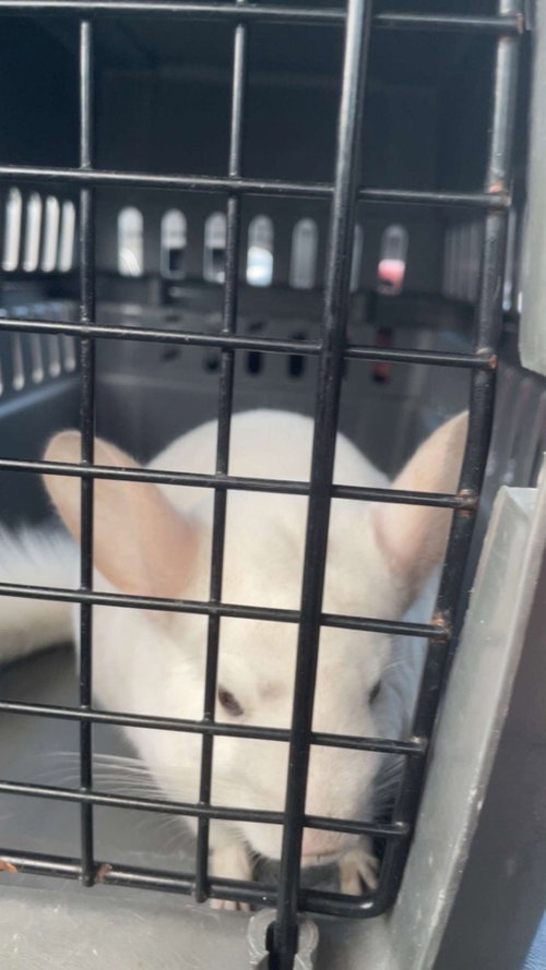 TED - Chinchilla available for adoption