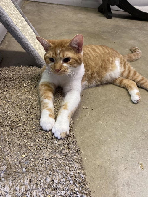 PHILLY - Domestic Short Hair available for adoption