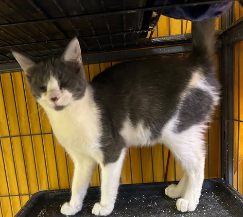 PIEROGI - Domestic Short Hair available for adoption
