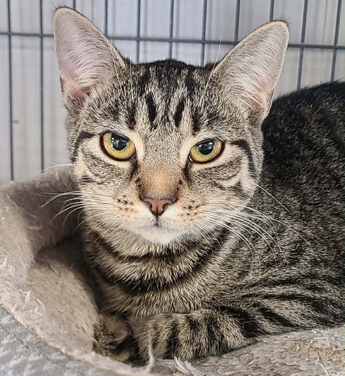 Samosa, Young Domestic Short Hair / Mixed, cat for adoption in Anderson, Indiana