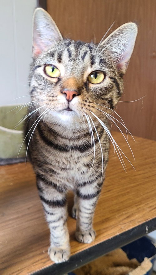 Samosa, a cat for adoption from Midwest Pet Refuge