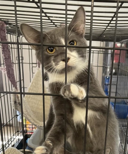 picture of the cat needing adoption
