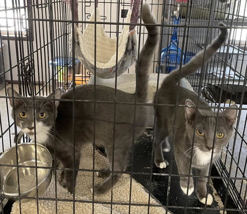 HULLABALOO - Domestic Short Hair available for adoption