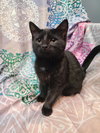 Mushu - Photo 1