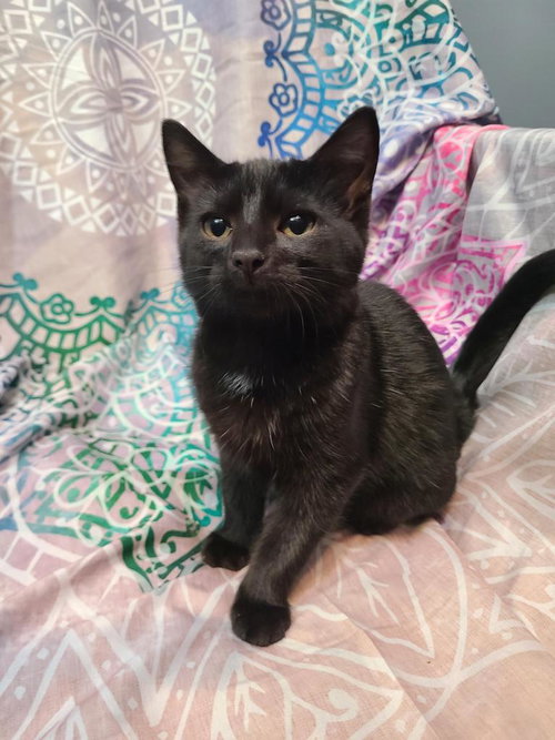 picture of the cat needing adoption