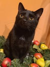 Mushu - Photo 1
