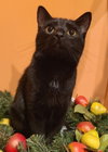 Mushu - Photo 2