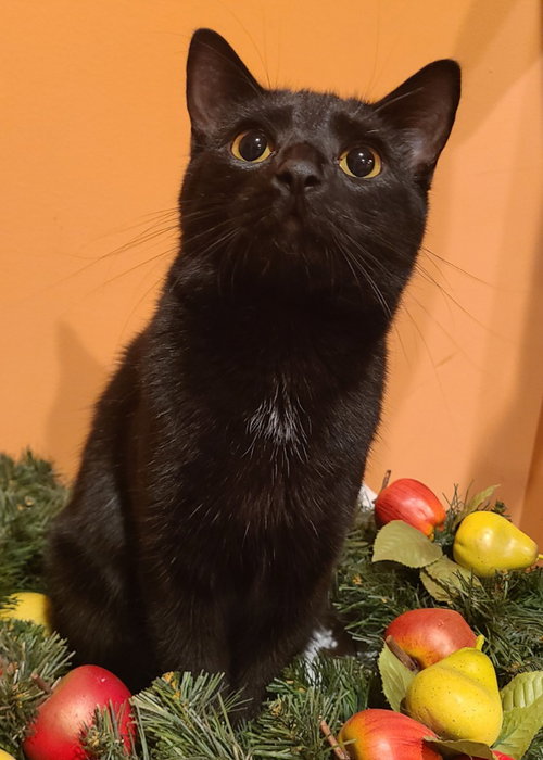 MUSHU - Domestic Short Hair available for adoption