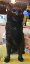 Mushu - Photo 3
