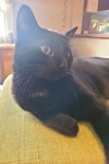 Mushu - Photo 4