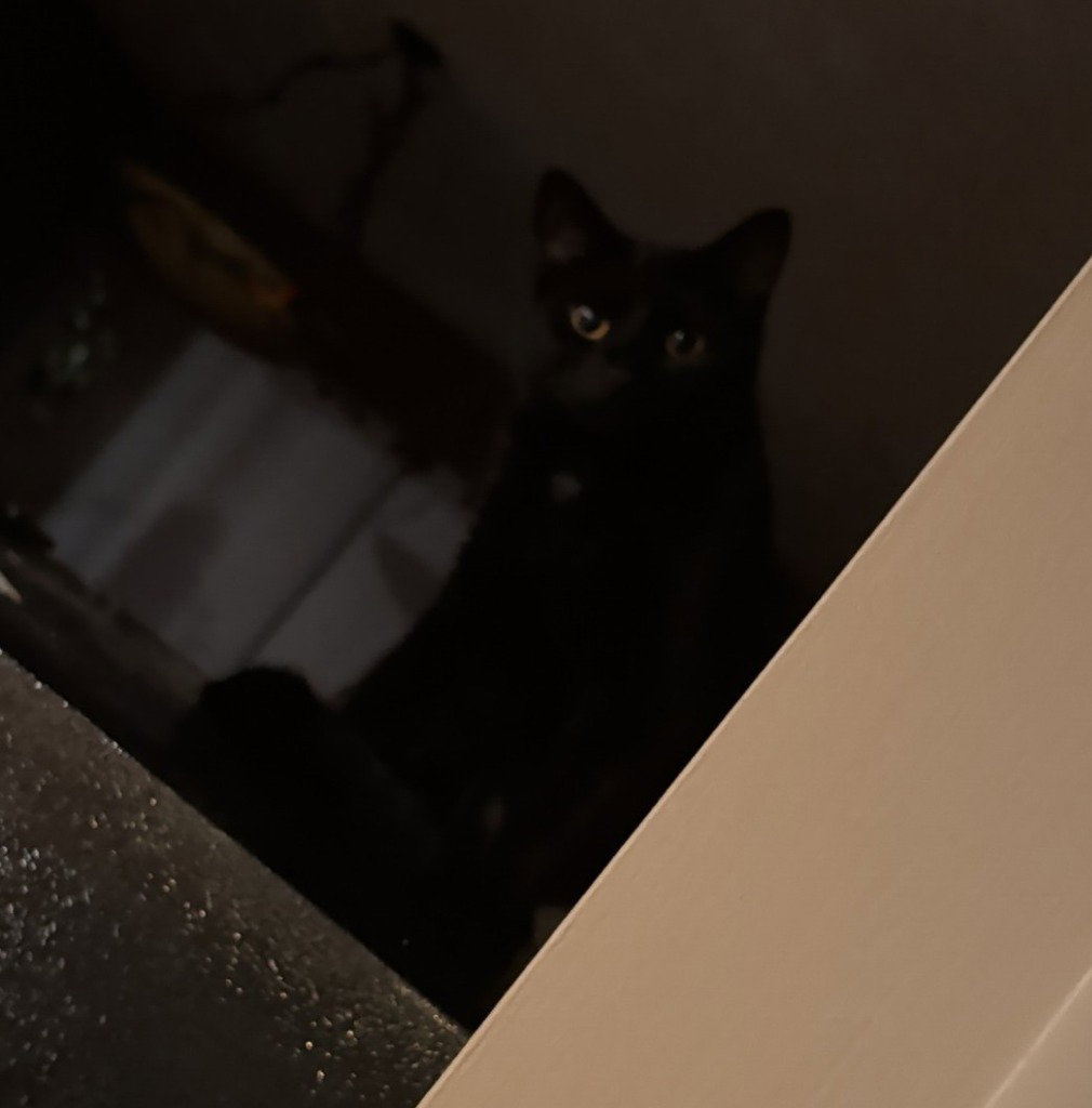 Mushu, photo 2