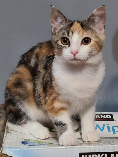 picture of the cat needing adoption