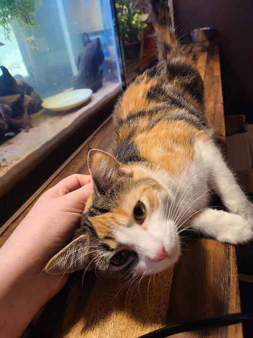 ZOYA - Domestic Short Hair available for adoption