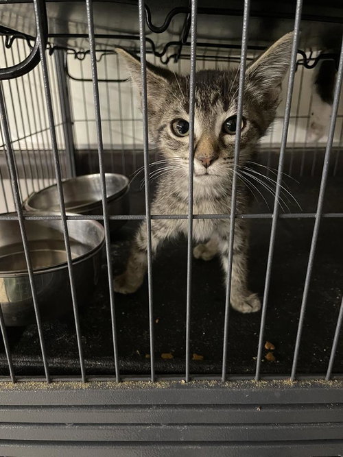 picture of the cat needing adoption