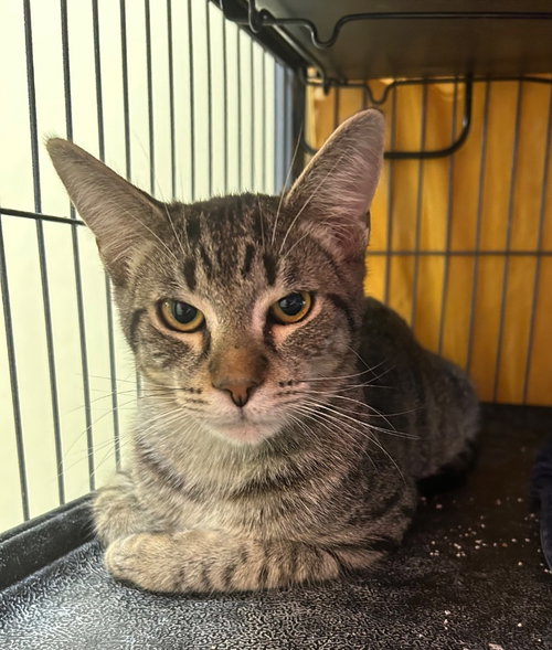 KERFUFFLE - Domestic Short Hair available for adoption