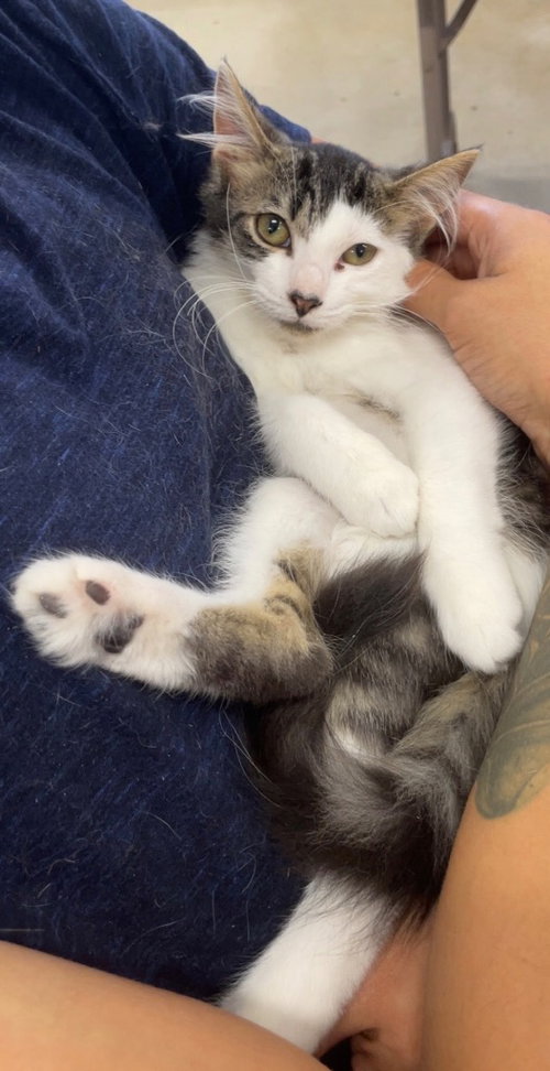 MOTLEY - Domestic Medium Hair available for adoption