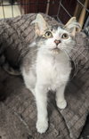 Motley - Photo 2