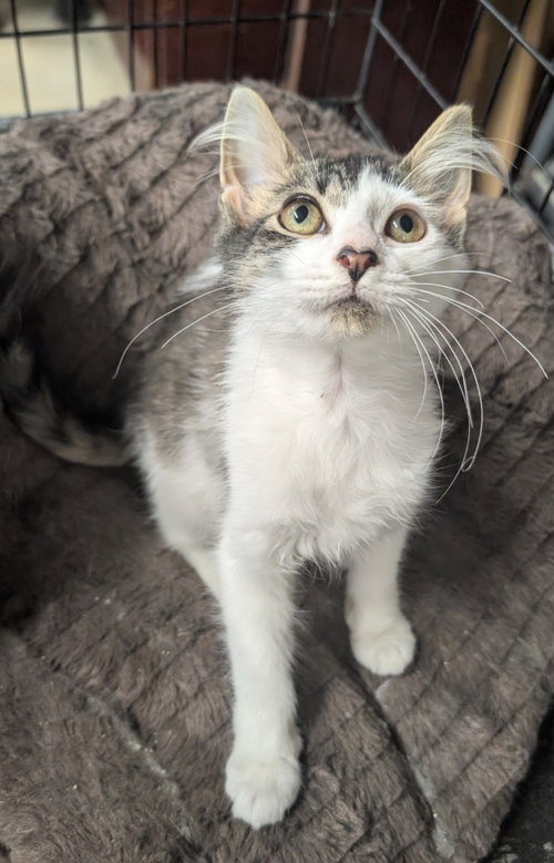 MOTLEY - Domestic Medium Hair available for adoption