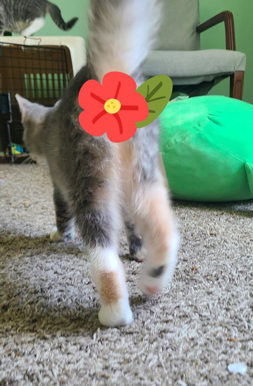 KEELIE - Domestic Short Hair available for adoption