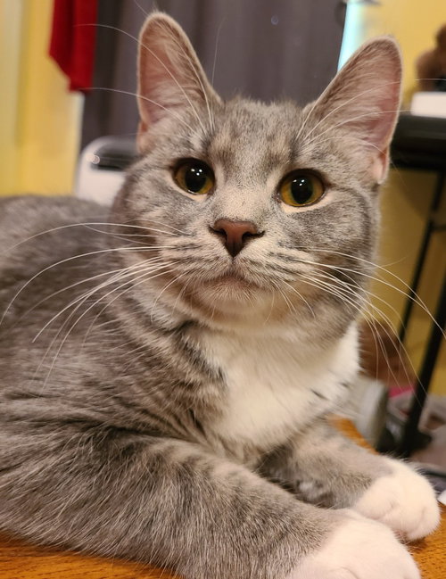 Keelie, Young Domestic Short Hair / Mixed, cat for adoption in Anderson, Indiana