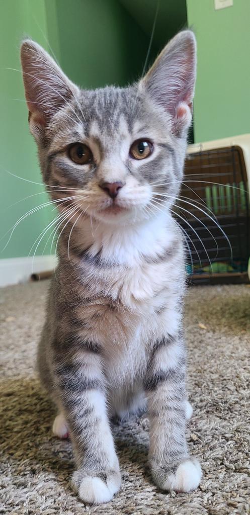 NARENE - Domestic Short Hair available for adoption