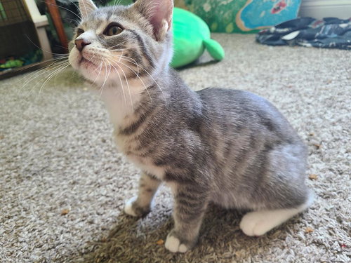 NARENE - Domestic Short Hair available for adoption