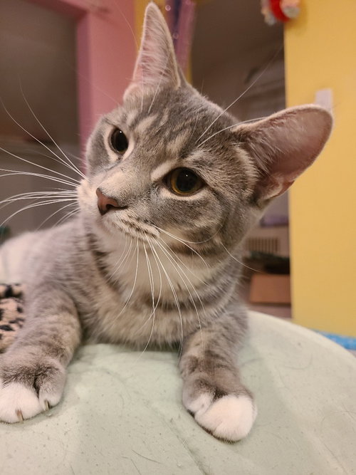 Narene, Young Domestic Short Hair / Mixed, cat for adoption in Anderson, Indiana
