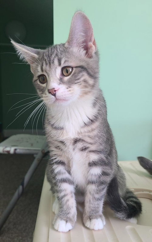 TITUS - Domestic Short Hair available for adoption