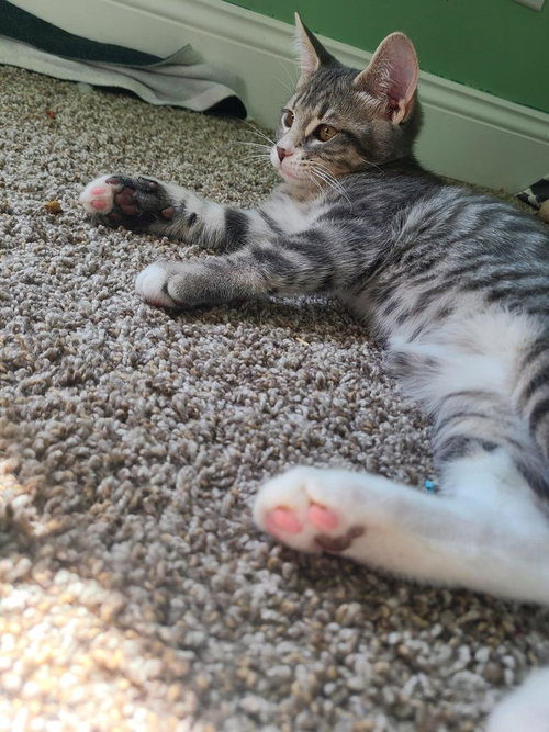 TITUS - Domestic Short Hair available for adoption