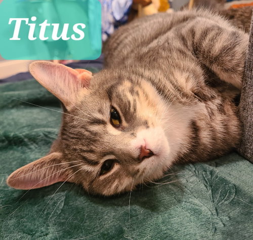 Titus, an adoptable Domestic Short Hair in Portland, IN